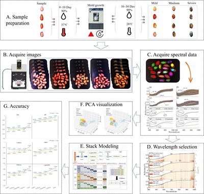 Rapid nondestructive detection of peanut varieties and peanut mildew based on hyperspectral imaging and stacked machine learning models